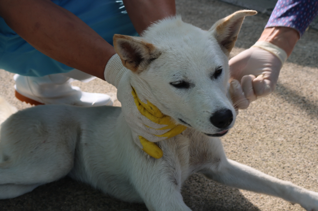 제주 동물보호센터_450650202302621